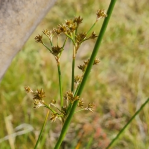 Juncus vaginatus at Mount Mugga Mugga - 3 Nov 2023