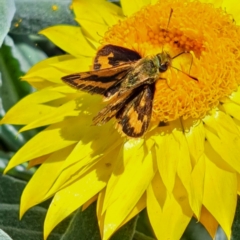 Ocybadistes walkeri at Watson, ACT - 3 Nov 2023