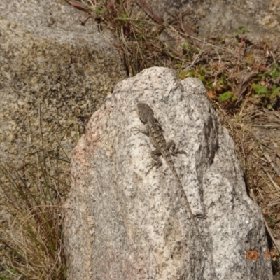 Amphibolurus muricatus (Jacky Lizard) at Namadgi National Park - 3 Nov 2023 by GirtsO