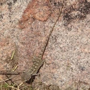 Amphibolurus muricatus at Rendezvous Creek, ACT - 3 Nov 2023