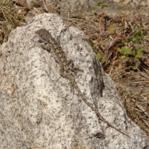 Amphibolurus muricatus at Rendezvous Creek, ACT - 3 Nov 2023