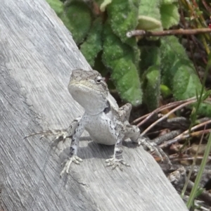 Amphibolurus muricatus at Rendezvous Creek, ACT - 3 Nov 2023 12:29 PM