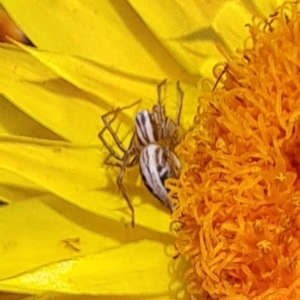 Oxyopes elegans at Watson, ACT - 3 Nov 2023