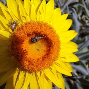 Oxyopes elegans at Watson, ACT - 3 Nov 2023