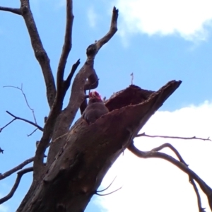 Callocephalon fimbriatum (identifiable birds) at Belconnen, ACT - 3 Nov 2023