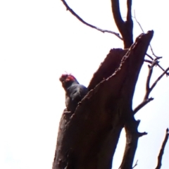 Callocephalon fimbriatum (identifiable birds) at Belconnen, ACT - 3 Nov 2023