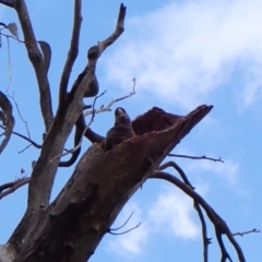 Callocephalon fimbriatum (identifiable birds) at Belconnen, ACT - suppressed