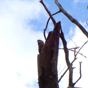 Callocephalon fimbriatum (identifiable birds) at Belconnen, ACT - suppressed