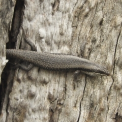 Egernia striolata at Koondrook, VIC - 28 Oct 2023 by SimoneC