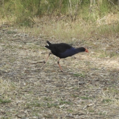 Porphyrio melanotus (Australasian Swamphen) at Koondrook, VIC - 24 Oct 2023 by SimoneC