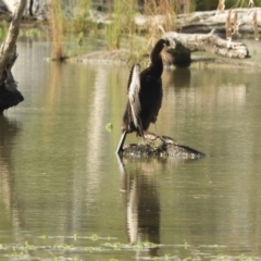 Anhinga novaehollandiae (Australasian Darter) at Koondrook, VIC - 24 Oct 2023 by SimoneC