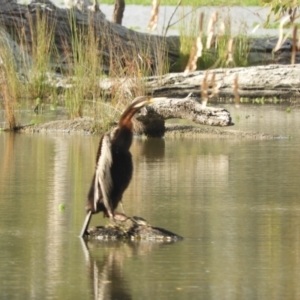 Anhinga novaehollandiae at Koondrook, VIC - 24 Oct 2023 07:31 AM