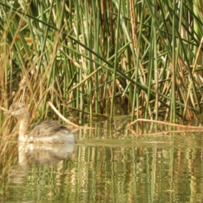 Poliocephalus poliocephalus (Hoary-headed Grebe) at Koondrook, VIC - 23 Oct 2023 by SimoneC