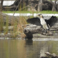 Microcarbo melanoleucos (Little Pied Cormorant) at Koondrook, VIC - 24 Oct 2023 by SimoneC