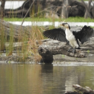 Microcarbo melanoleucos (Little Pied Cormorant) at Koondrook, VIC by SimoneC