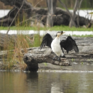 Microcarbo melanoleucos at Koondrook, VIC - 24 Oct 2023