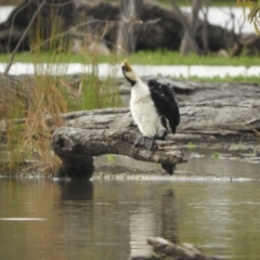 Microcarbo melanoleucos at Koondrook, VIC - 24 Oct 2023 08:20 AM