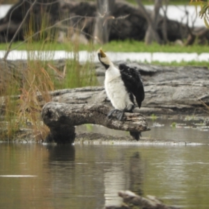 Microcarbo melanoleucos at Koondrook, VIC - 24 Oct 2023