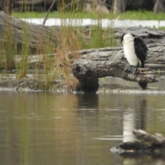 Microcarbo melanoleucos at Koondrook, VIC - 24 Oct 2023