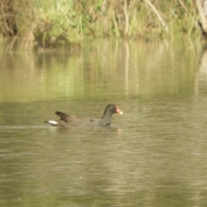 Gallinula tenebrosa at Koondrook, VIC - 23 Oct 2023