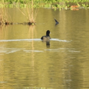 Fulica atra at Koondrook, VIC - 23 Oct 2023 05:22 PM