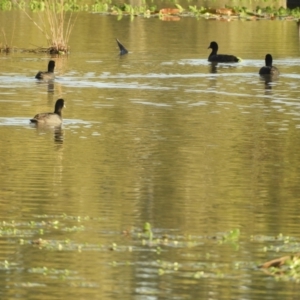 Fulica atra at Koondrook, VIC - 23 Oct 2023