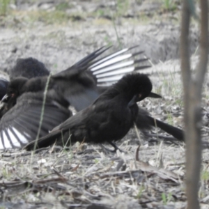 Corcorax melanorhamphos at Koondrook, VIC - 23 Oct 2023