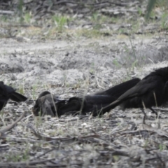 Corcorax melanorhamphos at Koondrook, VIC - 23 Oct 2023 05:54 PM