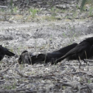 Corcorax melanorhamphos at Koondrook, VIC - 23 Oct 2023