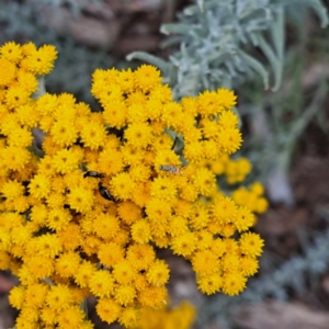 Mordella sp. (genus) at Molonglo Valley, ACT - 3 Nov 2023