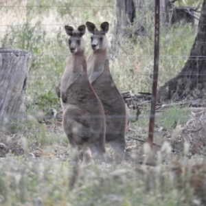 Macropus giganteus at Koondrook, VIC - 23 Oct 2023 06:12 PM