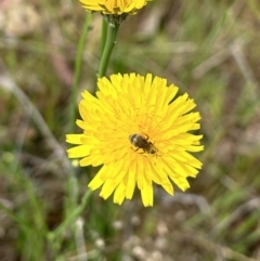 Lasioglossum (Chilalictus) sp. (genus & subgenus) (Halictid bee) at Kuringa Woodland (CPP) - 21 Oct 2023 by mcstone