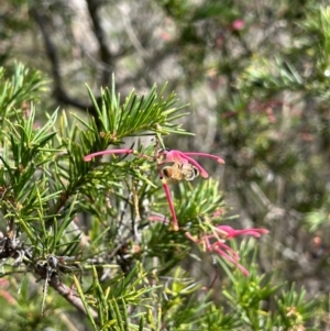 Apis mellifera at Fraser, ACT - 21 Oct 2023