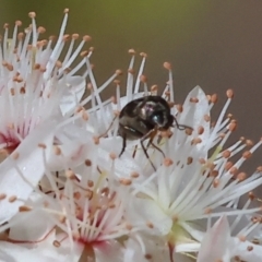 Mordellidae (family) (Unidentified pintail or tumbling flower beetle) at Beechworth, VIC - 29 Oct 2023 by KylieWaldon