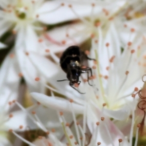 Mordellidae (family) at Beechworth, VIC - 29 Oct 2023