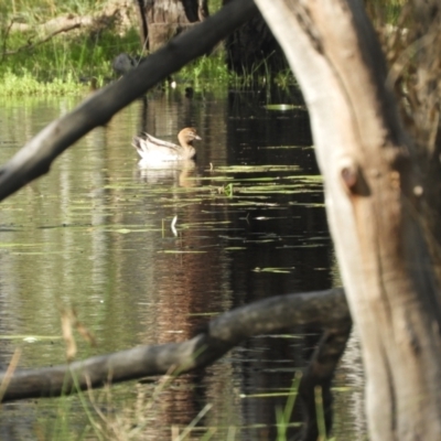 Chenonetta jubata (Australian Wood Duck) at Cohuna, VIC - 29 Oct 2023 by SimoneC