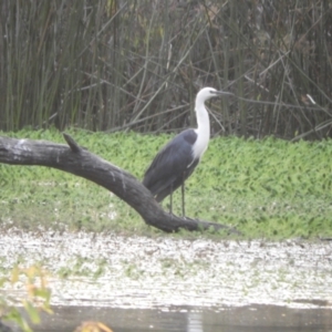 Ardea pacifica (White-necked Heron) at Gannawarra, VIC by SimoneC