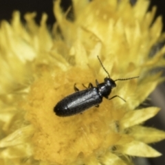 Dasytinae (subfamily) (Soft-winged flower beetle) at Blue Devil Grassland, Umbagong Park (BDG) - 1 Nov 2023 by kasiaaus