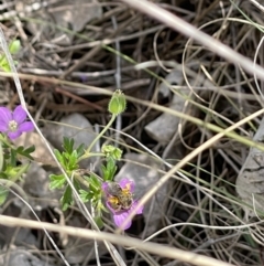 Lasioglossum (Chilalictus) sp. (genus & subgenus) (Halictid bee) at Kuringa Woodland (CPP) - 20 Oct 2023 by mcstone