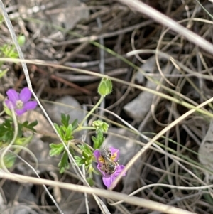 Lasioglossum (Chilalictus) sp. (genus & subgenus) at Fraser, ACT - 21 Oct 2023