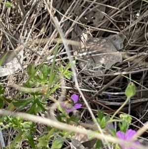 Lasioglossum (Chilalictus) sp. (genus & subgenus) at Fraser, ACT - 21 Oct 2023 10:45 AM