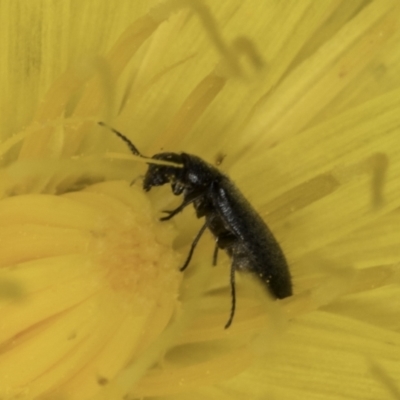 Dasytinae (subfamily) (Soft-winged flower beetle) at Blue Devil Grassland, Umbagong Park (BDG) - 1 Nov 2023 by kasiaaus