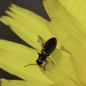 Dasytinae (subfamily) at Latham, ACT - 1 Nov 2023 12:12 PM