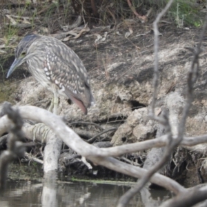 Nycticorax caledonicus at Gannawarra, VIC - 29 Oct 2023 06:35 PM