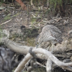 Nycticorax caledonicus at Gannawarra, VIC - 29 Oct 2023 06:35 PM