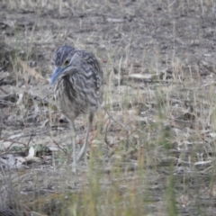 Nycticorax caledonicus at Gannawarra, VIC - 29 Oct 2023 06:35 PM