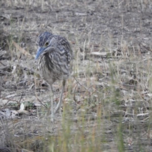 Nycticorax caledonicus at Gannawarra, VIC - 29 Oct 2023 06:35 PM