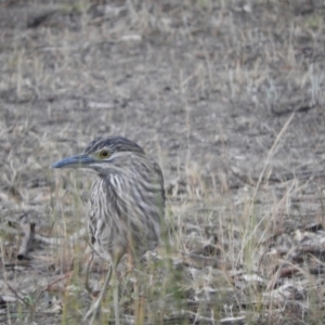 Nycticorax caledonicus at Gannawarra, VIC - 29 Oct 2023 06:35 PM