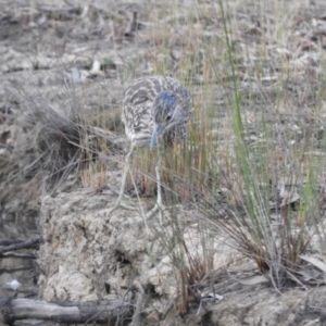 Nycticorax caledonicus at Gannawarra, VIC - 29 Oct 2023 06:35 PM