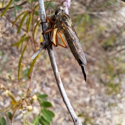 Unidentified Robber fly (Asilidae) at Molonglo Valley, ACT - 3 Nov 2023 by abread111